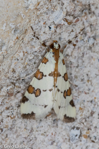Eight-barred Lygropia Moth