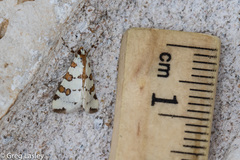 Conchylodes octonalis