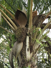 Attalea maripa