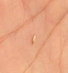Melica imperfecta