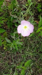 Oenothera speciosa