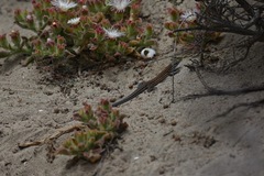 Aspidoscelis labialis