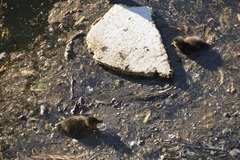 Anas platyrhynchos