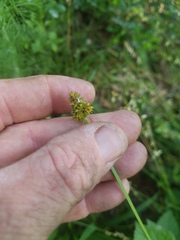 Carex cephalophora