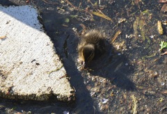 Anas platyrhynchos