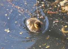 Anas platyrhynchos