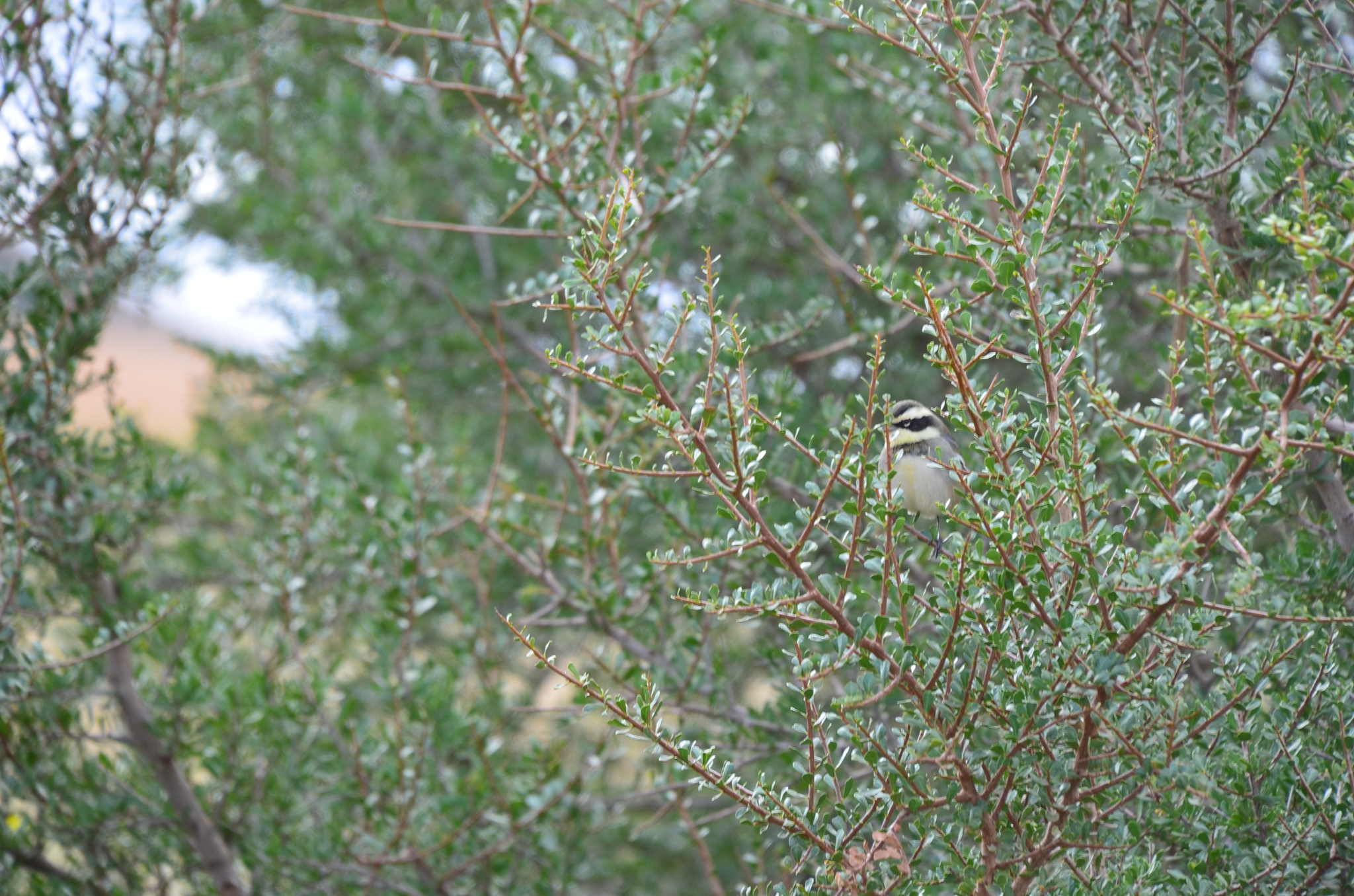 Ringed Warbling Finch (Microspingus torquatus)