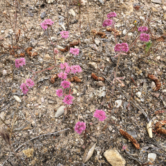 Chorizanthe douglasii