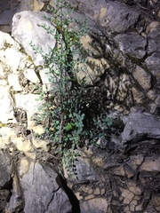 Argyrochosma microphylla