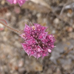 Chorizanthe douglasii