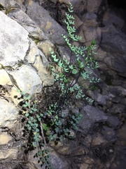 Argyrochosma microphylla