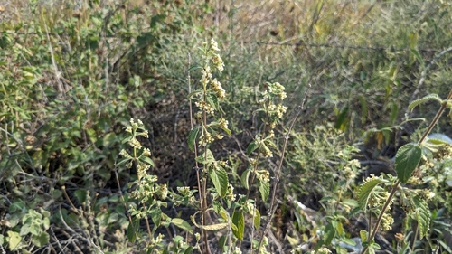 Lippia origanoides