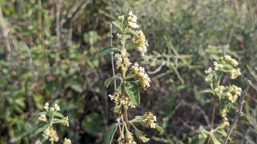 Lippia origanoides