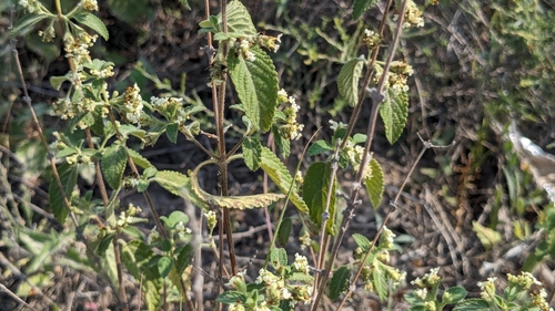 Lippia origanoides