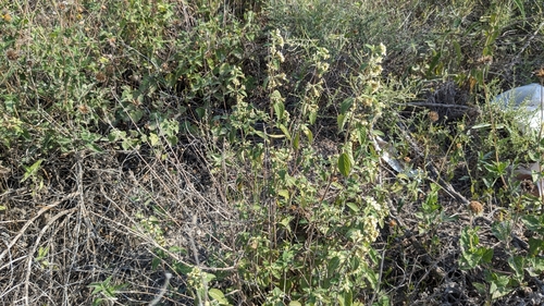 Lippia origanoides