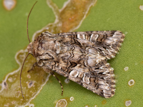 Hadena silenes Hübner, 1822