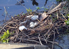 Gallinula chloropus