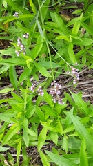 Verbena brasiliensis