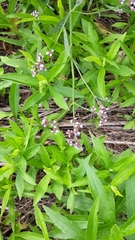 Verbena brasiliensis
