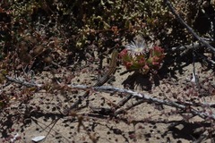 Aspidoscelis labialis