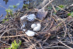 Gallinula chloropus