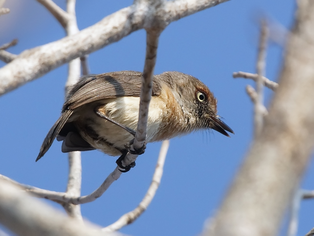 Archbold's Newtonia photo