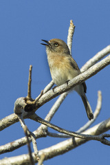 Archbold's Newtonia photo 2