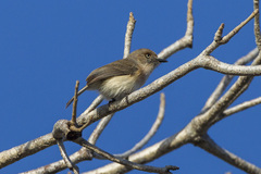 Archbold's Newtonia photo 3