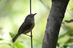 Archbold's Newtonia photo 4