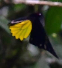 Troides cuneifera