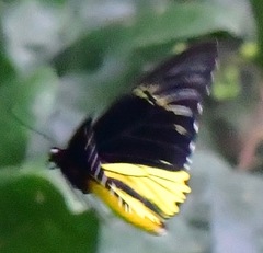 Troides cuneifera
