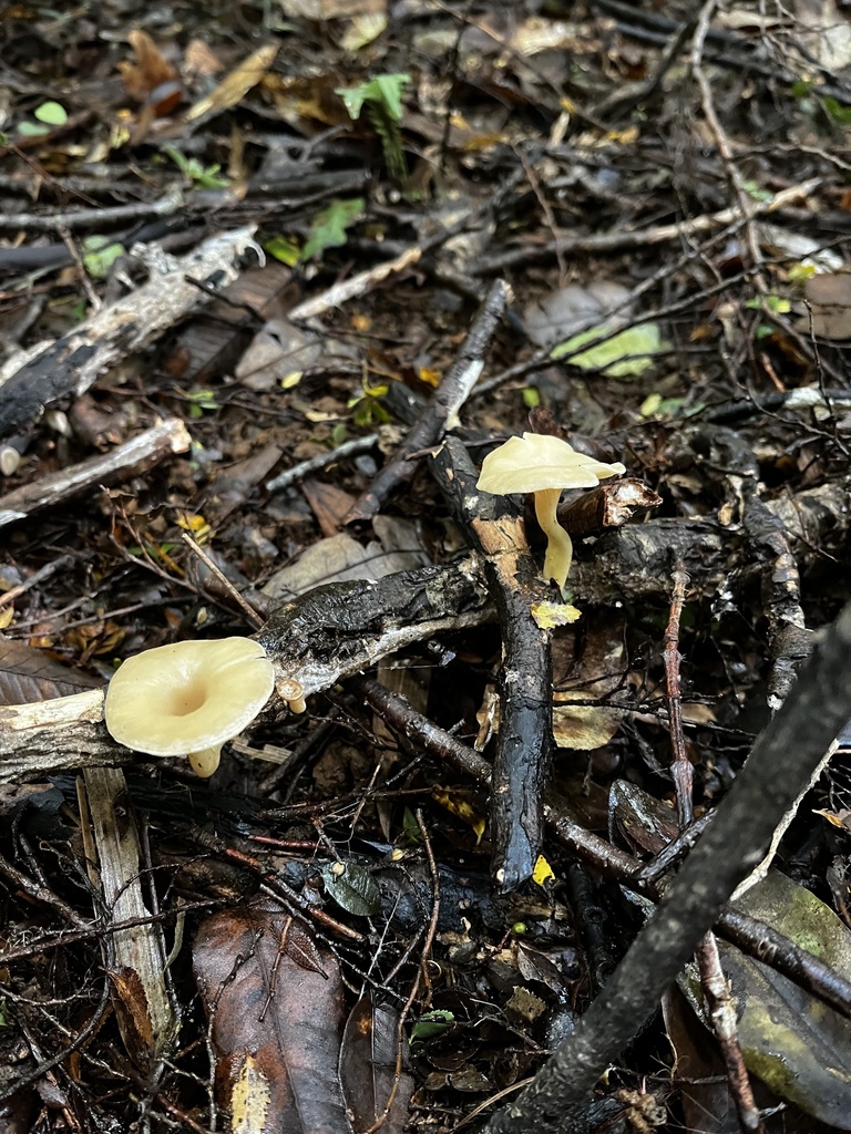 Clitocybula dusenii · May 2024 · photo: © sur_endemico (iNaturalist, cc-by-nc)