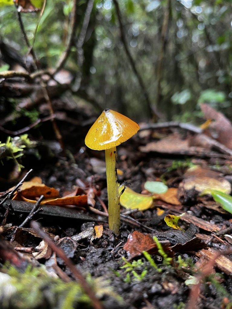 Hygrocybe conica · May 2024 · photo: © sur_endemico (iNaturalist, cc-by-nc)