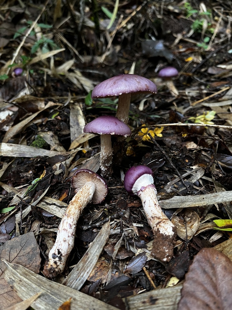 Cortinarius lebre · May 2024 · photo: © sur_endemico (iNaturalist, cc-by-nc)