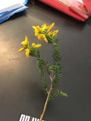Genista anglica