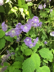 Phacelia bipinnatifida
