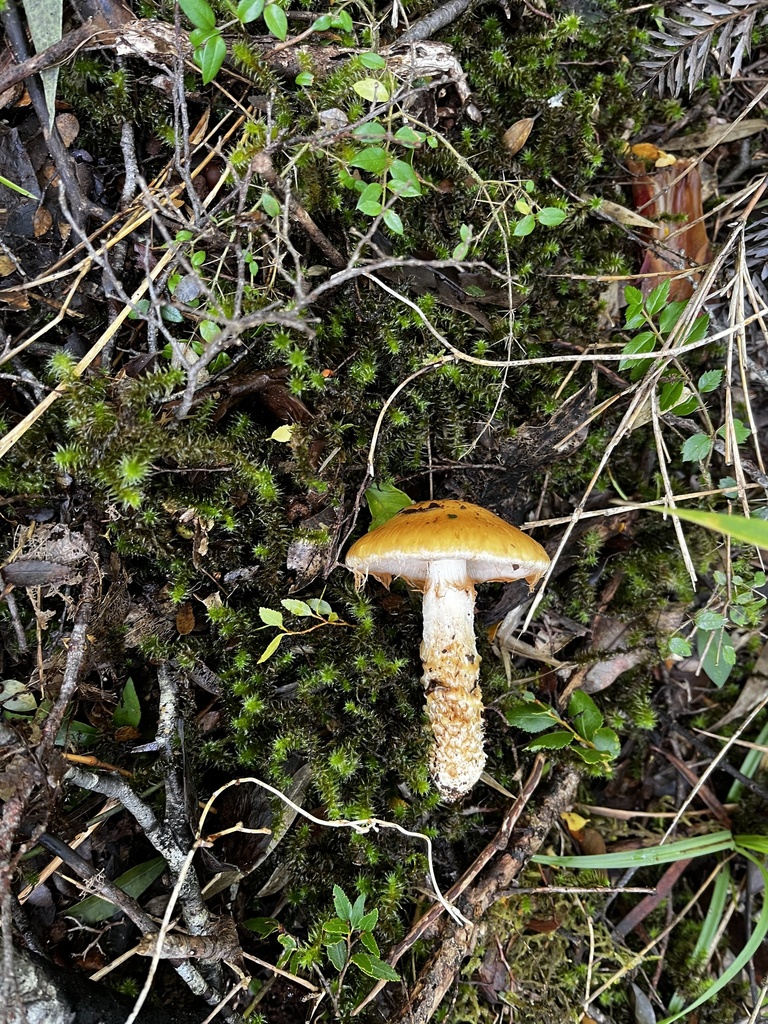 Thaxterogaster pseudotriumphans · May 2024 · photo: © sur_endemico (iNaturalist, cc-by-nc)