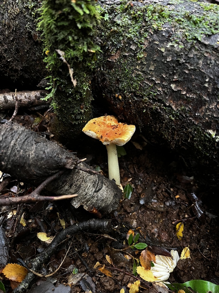 Amanita aurantiovelata · May 2024 · photo: © sur_endemico (iNaturalist, cc-by-nc)