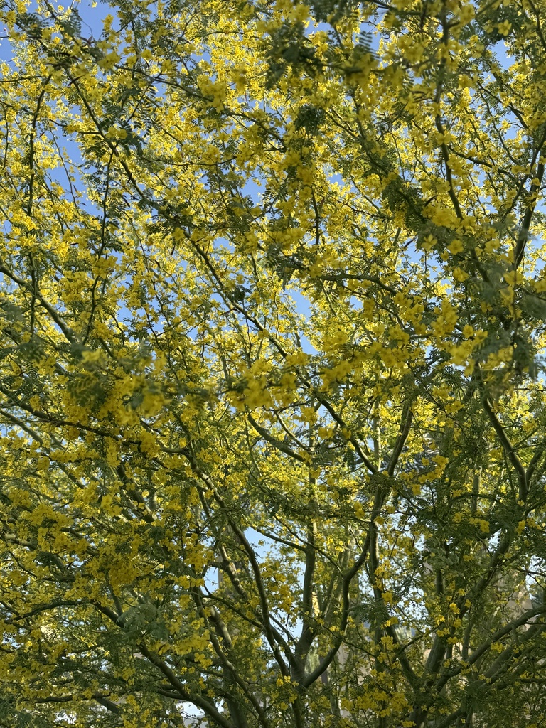 palo-brea-from-arrowhead-towne-center-glendale-az-us-on-may-5-2024