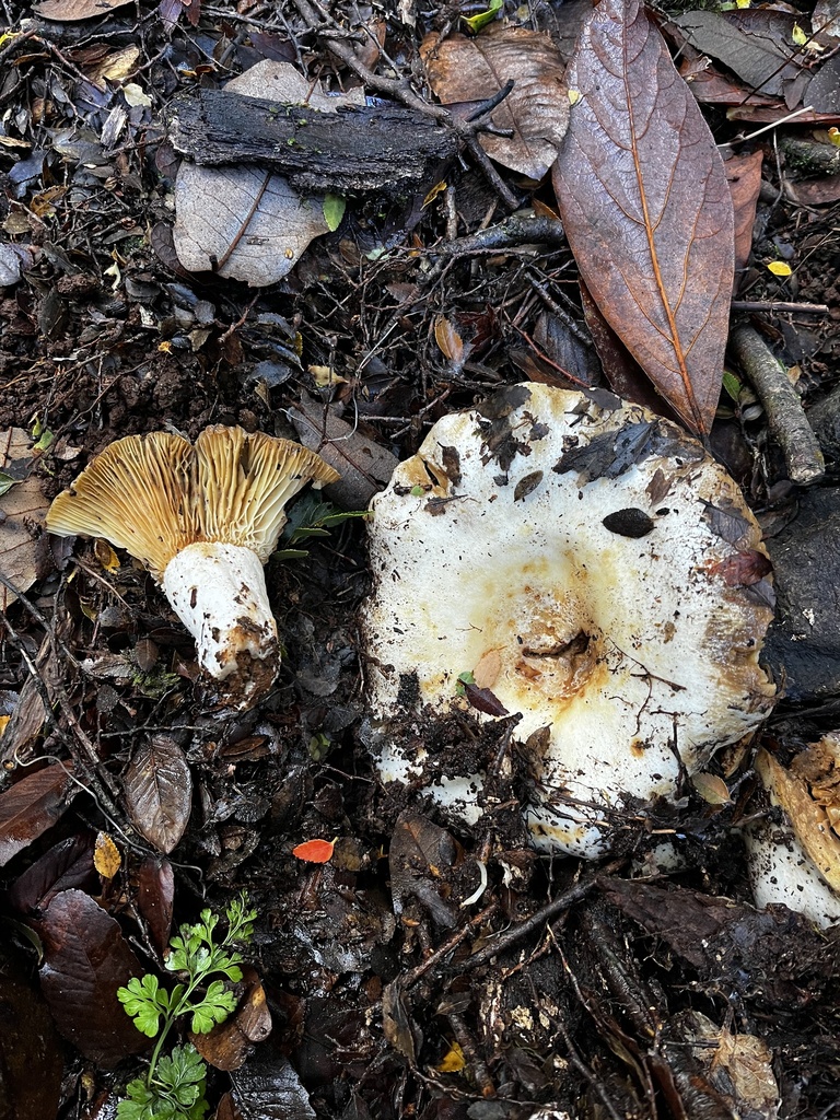 Russula austrodelica