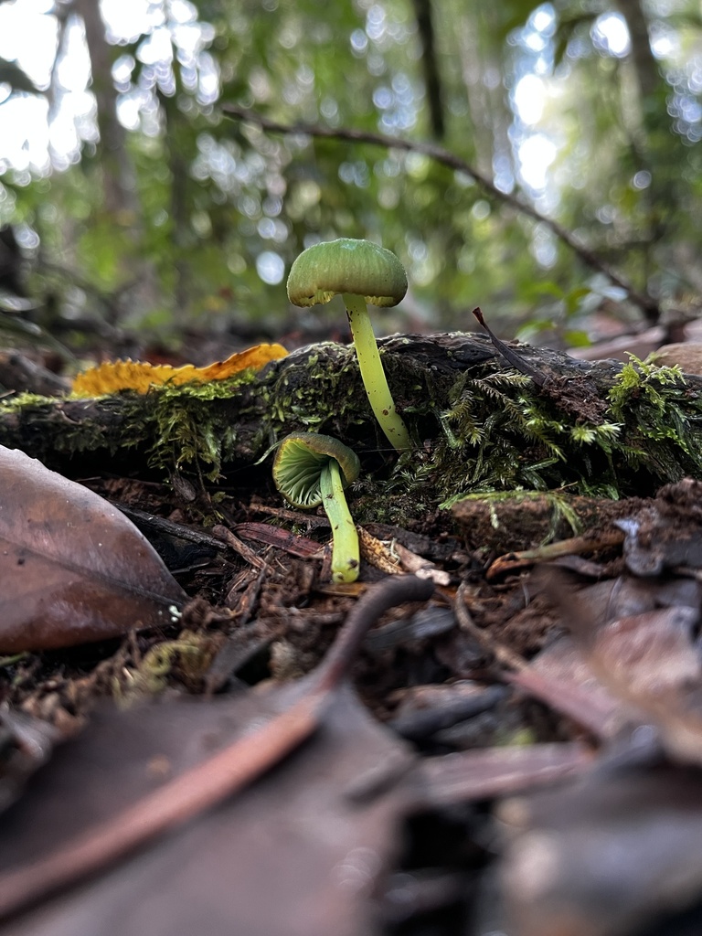 Entoloma necopinatum · May 2024 · photo: © sur_endemico (iNaturalist, cc-by-nc)