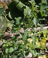 Acalypha indica indica