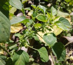 Acalypha indica indica