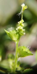 Acalypha indica indica