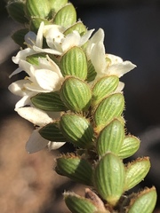 Lachnaea ruscifolia