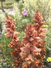 Orobanche austrohispanica