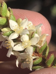 Lachnaea ruscifolia