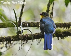 Javan Trogon photo 2