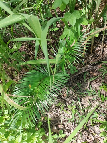 Zamia palm (Cycas media)