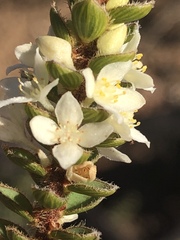 Lachnaea ruscifolia